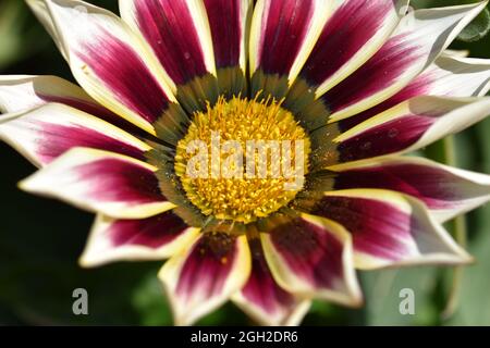 Une macro photographie d'une belle fleur dans un jardin avec un arrière-plan charmant Banque D'Images