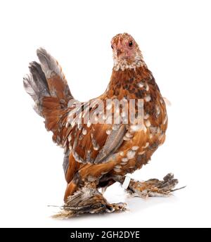 Démarré Bantam in front of white background Banque D'Images