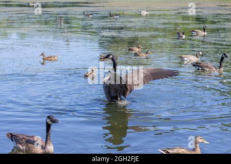 La bernache du Canada (Branta canadensis) avec des ailes étirées sur le lac du Wisconsin Banque D'Images