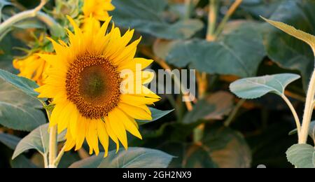 Le tournesol en fleurs pousse dans le champ. Banque D'Images