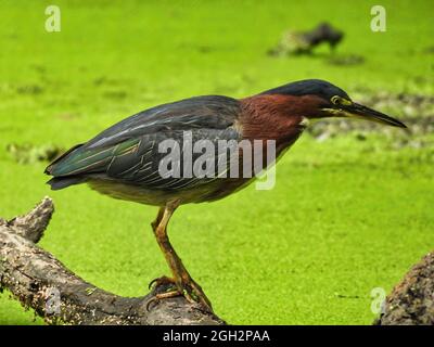 Heron on on the Hunt : un oiseau de héron vert qui observe avec soin l'étang couvert de duckweed sous la pêche pour un repas Banque D'Images