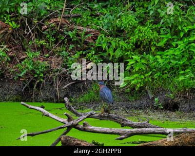 Heron on on the Hunt : un héron vert perché sur une branche d'arbre tombée au-dessus d'un étang couvert de duckweed au milieu de la forêt Banque D'Images