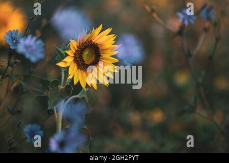 Tournesols et fleurs de chicorée à l'aube Banque D'Images