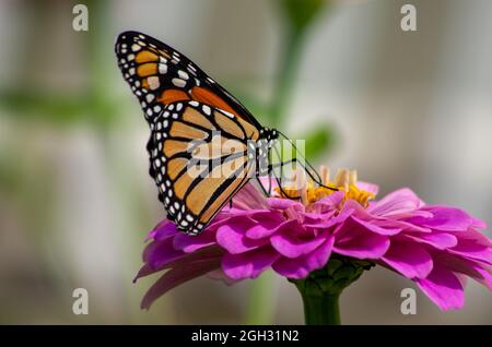 vue latérale du papillon monarque sur une fleur Banque D'Images