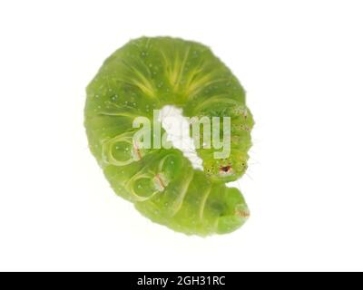 La petite chenille verte du ravageur de jardin, probablement Trichoplusia ni (chou-bouvier) Banque D'Images