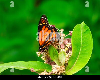 Monarch Butterfly mange une fleur sauvage lors d'une journée d'été avec Feuilles vert vif et fleur rose et blanche Banque D'Images