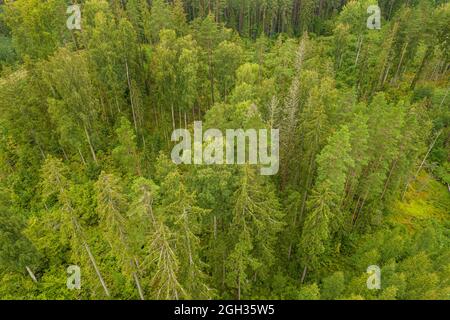 Directement au-dessus de drone aérien plein cadre photo de forêt de pins dans différentes couleurs vertes étonnantes avec belle texture Banque D'Images