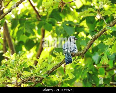 Blue Jay on Branch : un oiseau bleu geai perché sur une branche regarde par-dessus son épaule parmi les feuilles vertes un jour d'été Banque D'Images