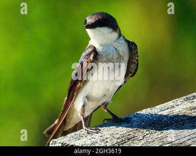 Oiseau d'hirondelle perchée sur la maison d'oiseau : un jeune oiseau d'hirondelle perchée sur le toit d'une maison d'oiseau le matin ensoleillé de l'été Banque D'Images