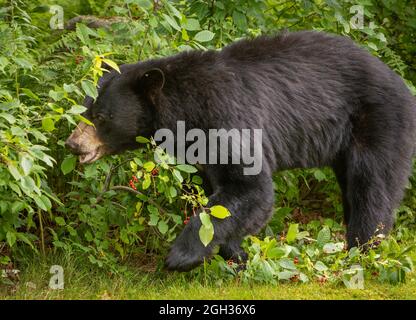 WARREN, VERMONT, États-Unis - American Black Bear recherche des cerises de starter. Ursus americanus Banque D'Images