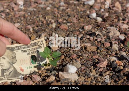 Une facture de dix dollars enfouie dans le sol par une petite plante verte. Investisseur d'argent de propriété, projet de négociation, pari sur les concepts de vie Banque D'Images