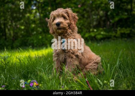 chien doré dans l'herbe Banque D'Images