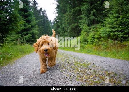 golden doodle puppy running Banque D'Images