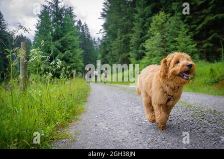 chien doré en forêt Banque D'Images