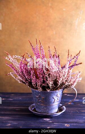 Erica gracilis plante dans un pot aux couleurs automnales, style vintage Banque D'Images