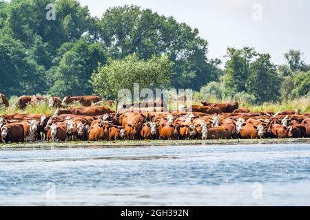 vaches buvant de l'eau de la rivière et de baignade Banque D'Images