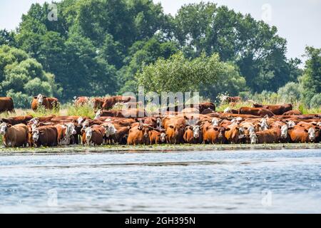 vaches buvant et se baignant dans la rivière Banque D'Images