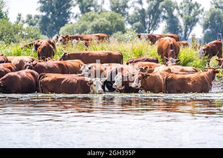 vaches buvant et se baignant dans l'eau Banque D'Images