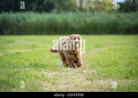 chien courant avec le ballon dans le parc Banque D'Images