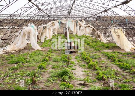 Serres abandonnées. Serre détruite d'une économie de la maison de hothouse ruinée. Serre abandonnée. Serres de châssis sans verre ni film. Banque D'Images