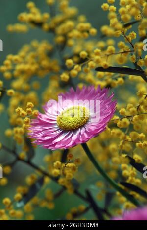 Daisy éternelle rose australienne, Rhodanthe chlorocephala, parmi les fleurs jaunes. Également connu sous le nom de Rosy Everdurable, et Marguerite de papier Banque D'Images