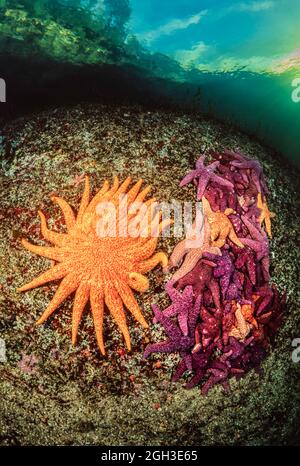 Un moustare de tournesol, Pycnopodia helianthoides, et une masse d'étoiles de mer ocre, Pisaster ochraceus, Colombie-Britannique, Canada. Une maladie associée à la mort o Banque D'Images