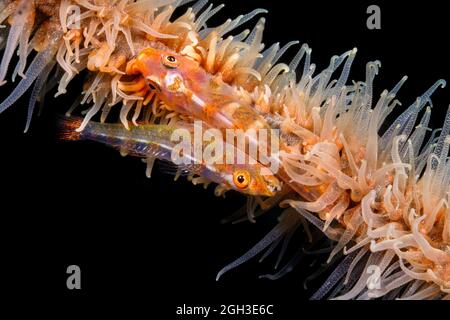 Une paire de gobies accouplées, Bryaninops yongei, la nuit sur un coralliet, Cirrhipathes anguina, Indonésie. Banque D'Images