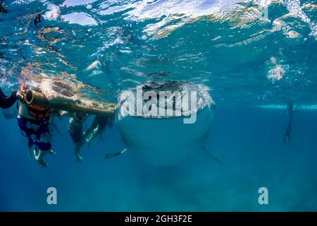 Touristes s'accrochant à un outrigger de bambou comme un requin-baleine, Rhiniodon typus, avec sa bouche ouverte, se nourrit à la surface, Oslob, Philippines. THI Banque D'Images