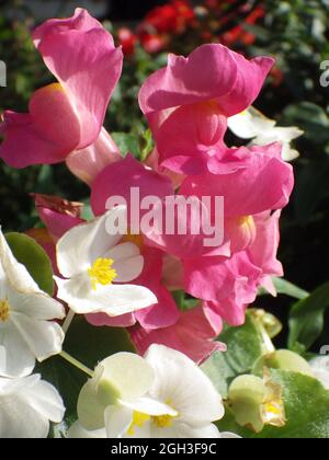 Plan vertical de la begonia rose et blanc en fleurs Banque D'Images