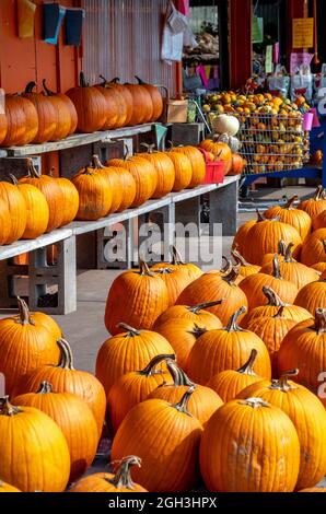 Des tas de citrouilles orange vif et de gourdes d'automne colorées sont exposées sur un marché agricole Banque D'Images