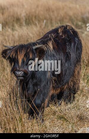 Bétail des Highlands sur l'île de Skye, en Écosse Banque D'Images