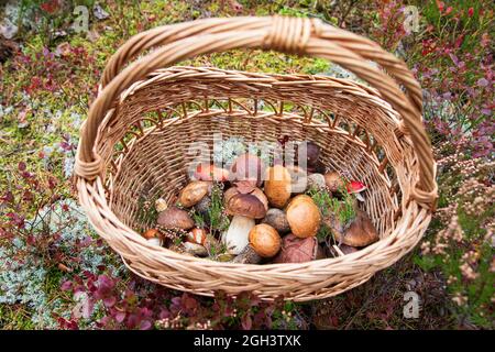 Champignons sauvages fraîchement cueillis, décorés de branches de bruyère sauvage dans un panier en osier. Passe-temps d'automne. Banque D'Images
