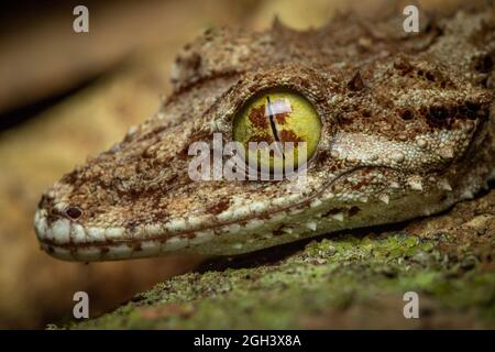 Gros plan de la tête du gecko à queue foliaire (Saltuarius cornutus). Kuranda, Queensland, Australie. Banque D'Images