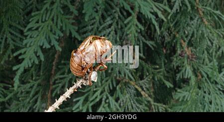 Cicada bug exosquelette mue comme un insecte muant une coquille extérieure comme cigales devenant un adulte avec un arrière-plan d'arbre flou comme la science de la biologie. Banque D'Images