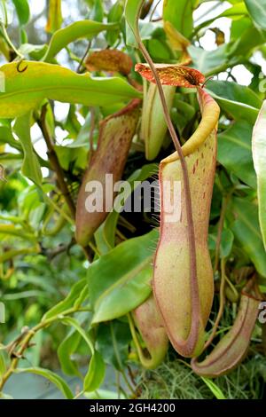 Nepenthes est un genre de plantes carnivores, également connu sous le nom de plantes pichets tropicales, ou tasses de singes, de la famille des Nepenthaceae. Ils sont principalement liana Banque D'Images