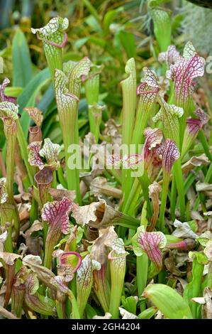 Sarracenia est un genre de plantes carnivores, qui comprend 8 à 11 espèces indigènes de l'Amérique du Nord, appartenant à la famille des Sarracéniaceae Banque D'Images