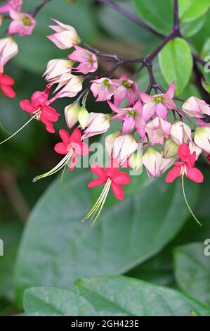 Gros plan de fleurs de la plante de coeur rouge saignant, Clerodendrum (x speciosum) dans un jardin tropical Banque D'Images