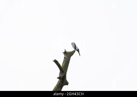 Petite corbeau assise sur un tronc d'arbre, derrière le ciel clair isolé Banque D'Images