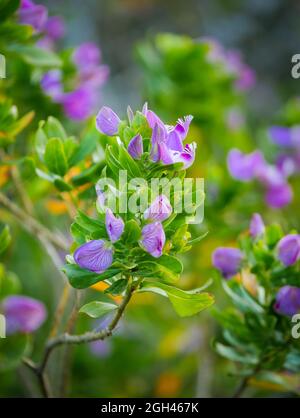 Numéro d'image GH5R395621-Modifier. Septembre buisson, septemberbossie, augustusbossie ou blouertjie (Polygala myrtifolia) fleur. Hermanus, Overberg, Whale Co Banque D'Images