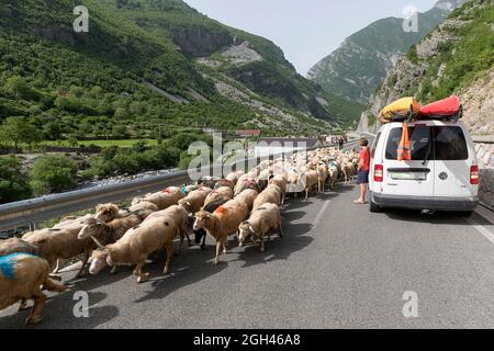 Garçon, un touriste, regardant le Herd, un troupeau de moutons sur une route locale dans les montagnes du nord de l'Albanie Banque D'Images