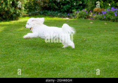 Petit chien Bichon Havanais blanc et énergique qui court autour d'un jardin à la vitesse bondissant sur une pelouse verdoyante dans une vue latérale à angle bas avec espace publicitaire Banque D'Images