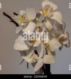 Phalaenopsis Blume, 1825 est un genre d'orchidées épiphytiques qui comprend une cinquantaine d'espèces, toutes indigènes des forêts tropicales humides de l'Asie du Sud-est, Banque D'Images