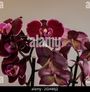 Phalaenopsis Blume, 1825 est un genre d'orchidées épiphytiques qui comprend une cinquantaine d'espèces, toutes indigènes des forêts tropicales humides de l'Asie du Sud-est, Banque D'Images