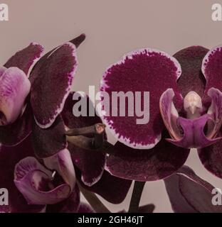 Phalaenopsis Blume, 1825 est un genre d'orchidées épiphytiques qui comprend une cinquantaine d'espèces, toutes indigènes des forêts tropicales humides de l'Asie du Sud-est, Banque D'Images