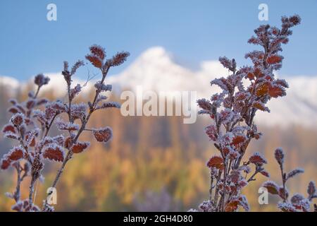 Feuilles d'aulne congelées sous le givre. Les montagnes enneigées de North Chuiskiy Ridge sont en arrière-plan. En automne, les arbres sont de couleur jaune d'automne. Altaï, Sibérie, Ru Banque D'Images