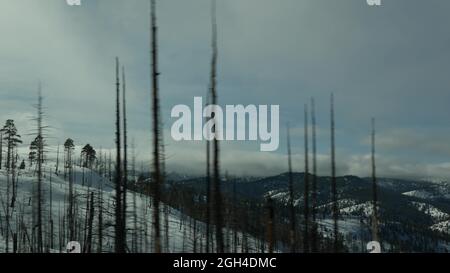 Après un incendie de forêt, des arbres carbonisés brûlés aux États-Unis. Bois de conifères noir sec brûlé après conflagration. Le bois endommagé a été parché à Bryce, vers le sud Banque D'Images