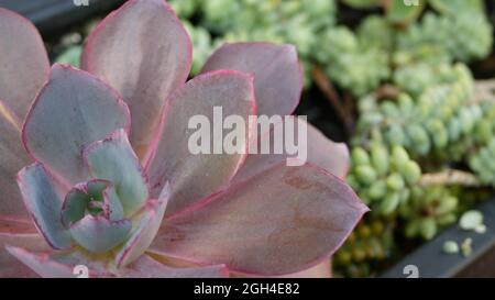 Collection de plantes succulentes, jardinage en Californie, Etats-Unis. Maison jardin design, diversité de divers poules et poussins botaniques. Assortiment de décorations Banque D'Images