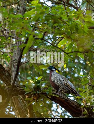 Koklass faisan ou Pucrasia macrolopha portrait un oiseau de haute altitude sur fond vert naturel perché sur un arbre au pied de l'himalaya pendant la wint Banque D'Images