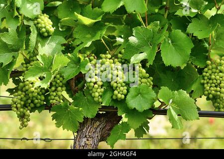 Vignoble avec bouquet de petits raisins de vin vert Banque D'Images