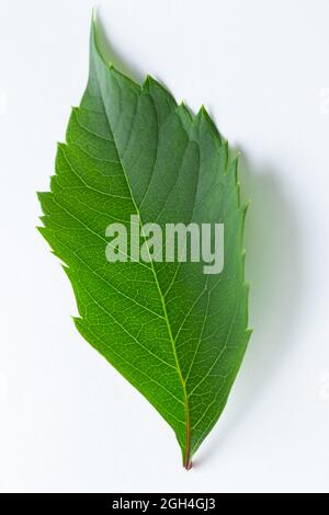 Feuille verte de raisin sauvage sur fond blanc. Concept de la nature. Banque D'Images